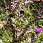 Cirsium palustre Leaf