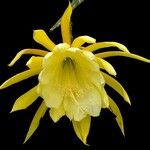 Epiphyllum crenatum 花