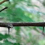 Vachellia nilotica Kabuk