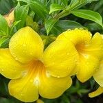 Allamanda cathartica Квітка