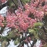 Cassia grandis पत्ता