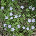 Nemophila phacelioides Habit