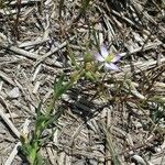 Spergularia media Habitat