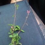 Desmodium intortum Blatt