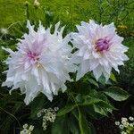 Dahlia pinnataКвітка