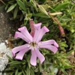 Silene vallesia Flors