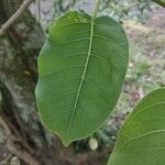 Ficus citrifolia Folha