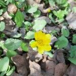 Ranunculus bullatusFlower