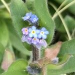 Myosotis arvensisŽiedas