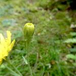 Hieracium amplexicaule 花