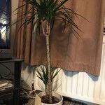 Dracaena reflexa Hàbitat