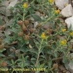 Euphorbia seguieriana Otro