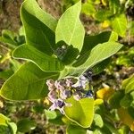 Calotropis gigantea 葉