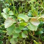 Betula humilis Folha