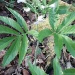 Cardamine heptaphylla Foglia