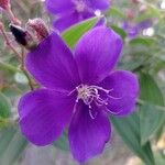 Tibouchina urvilleana Blüte