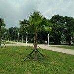 Copernicia tectorum