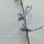 Delphinium peregrinum Floare
