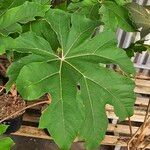 Tetrapanax papyrifer 叶