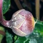 Cyclamen repandum Fruto