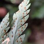 Lastreopsis vieillardii Leaf