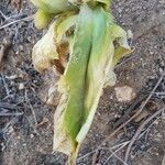 Kalanchoe lanceolata Blatt