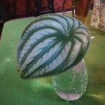 Peperomia argyreia Blad