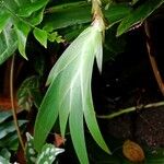 Oberonia disticha ഇല