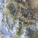 Myriophyllum spicatum Blad