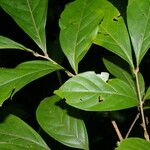 Matayba ingifolia برگ
