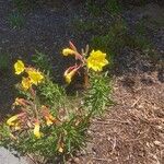 Oenothera elata Fiore