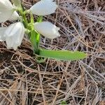 Chlorophytum tuberosum Blatt