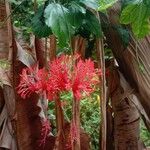 Hibiscus schizopetalus Flower