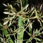 Cyperus costaricensis Otro