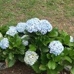 Hydrangea macrophylla花