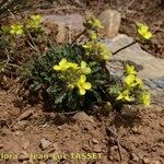 Brassica repanda Habitat