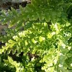 Asplenium cuneifolium Blatt