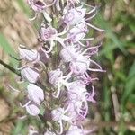 Orchis simiaBlomst