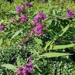 Vernonia gigantea Flower