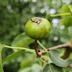 Pyrus cordata Fruto