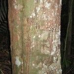 Pouteria hispida Corteza