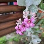 Kalanchoe pumilaBlomma