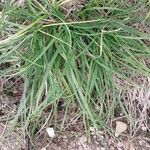 Carex spicata Φύλλο