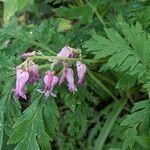 Dicentra eximia Blüte