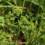 Alchemilla coriacea Квітка