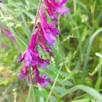 Vicia eriocarpa Blodyn