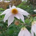 Dahlia imperialis Kvet