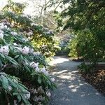 Rhododendron praevernum Habitus