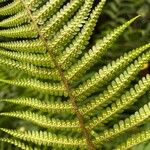 Dryopteris filix-masFruto