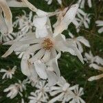 Magnolia stellataFlower